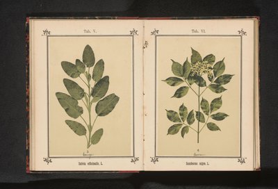 Oddział prawdziwej mędrca Salvia officinalis. L. (tytuł na obiekcie) autorstwa Anonymous