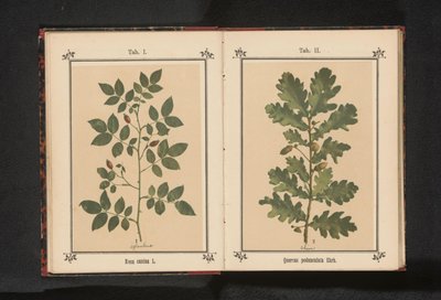 Gałąź róży psa Rosa canina (tytuł na obiekcie) autorstwa Anonymous