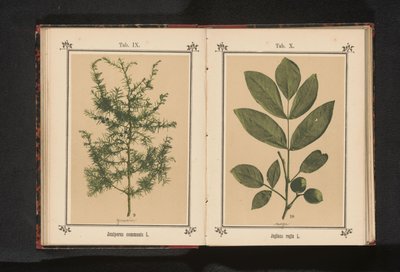 Gałąź jałowca Juniperus communis L. (tytuł na obiekcie) autorstwa Anonymous