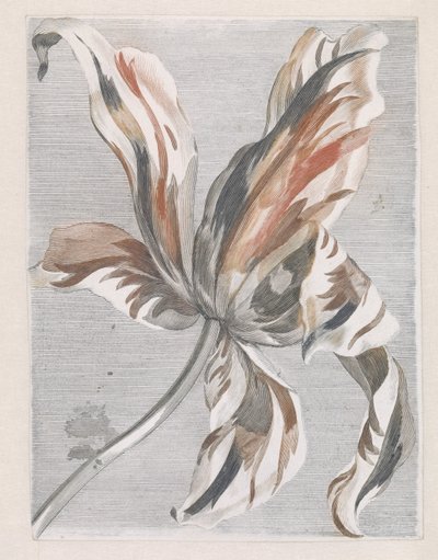 Tulipan autorstwa Anonymous