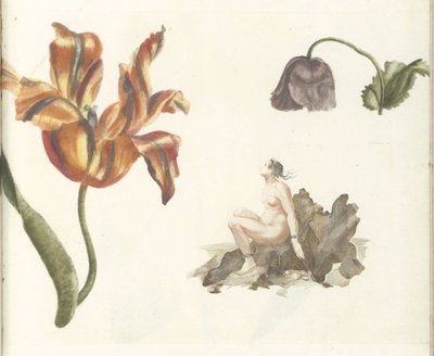 Tulipan, Mak i Andromeda autorstwa Anonymous