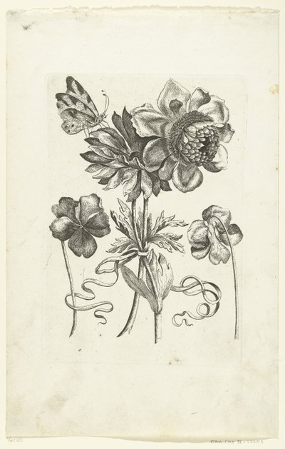 Cztery kwiaty, w tym dwa fiołki Novae Florum Icones (tytuł serii) autorstwa Anonymous