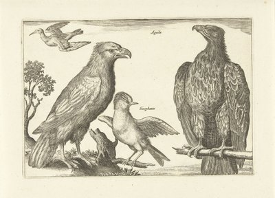 Cztery ptaki Ptaki (tytuł serii) Avivm Vivae (tytuł serii) autorstwa Anonymous
