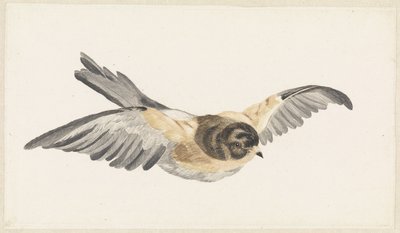 Twierdza Vliegende (Fringilla montifringilla) autorstwa Anonymous