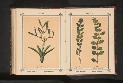 Mięta i melisa wodna Mentha aquatica L. Melissa officinalis L. (tytuł przedmiotu) autorstwa Anonymous