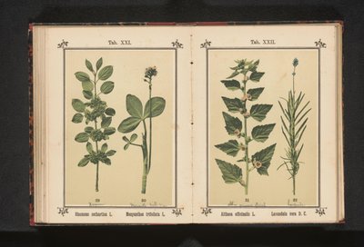 Wedgedoorn i liście suszone wodą Rhamnus cathartica L. Menyanthes trifoliata L. (tytuł na obiekcie) autorstwa Anonymous