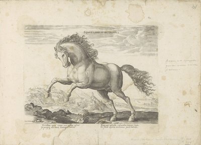 Dziki koń Equus Liber et Incopositus (tytuł na obiekcie) Koń, w którym wszystkie rodzaje szlachty: wybrane zachowania koni wyróżnionych z różnych stron świata (...) (tytuł serii na obiekcie) autorstwa Anonymous
