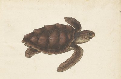 Zeeschildpad Tortugas - Eretmochelys imbricata / Żółw szylkretowy / karetschildpad (tytuł na obiekcie) Album Lombard (tytuł serii) autorstwa Anonymous