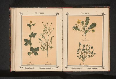 Srebrny czysty i mały tymianek Potentilla anserina L. Thymus Serpyllum L. (tytuł na obiekcie) autorstwa Anonymous