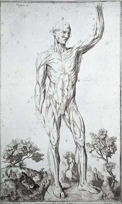 Badanie anatomiczne układu mięśniowego człowieka (grawerowanie autorstwa Anonymous Anonymous