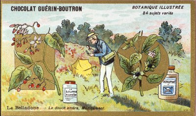 Belladonna: słodko-gorzki, lekarstwo. Grawerowanie (chromo). Chromolitografia reklamowa czekoladek Guerin-Boutron, koniec XIX wieku. Illustree seria botaniczna. autorstwa Anonymous Anonymous