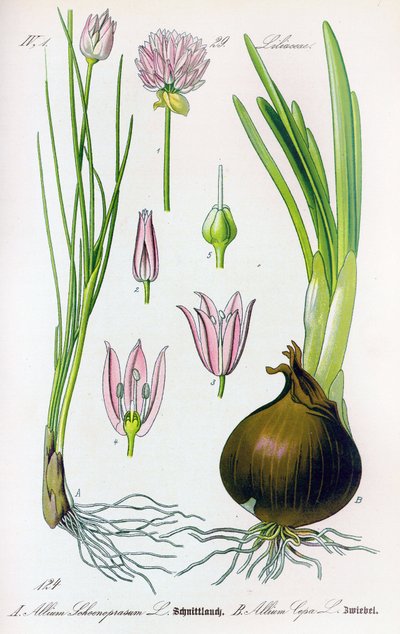 Deska botaniczna: Allium schoenoprasum (szczypiorek) i Allium cepa (cebula). Płyta 29. Kolekcja prywatna autorstwa Anonymous Anonymous