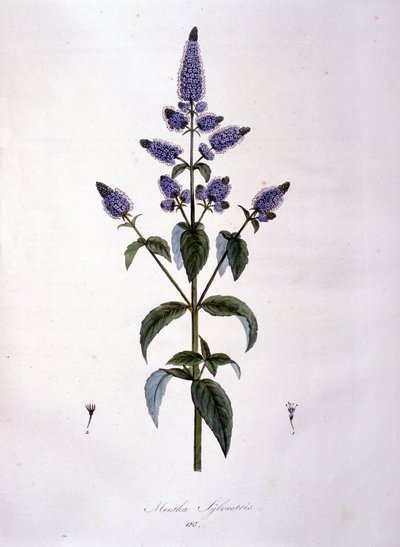 Deska botaniczna: dzika mięta (mentha sylvestris). Grawerowanie z XIX wieku. autorstwa Anonymous Anonymous