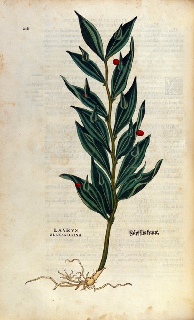 Talerz botaniczny: laurus alexandrina (Laurier d
