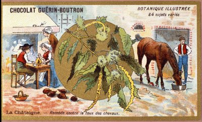 La Chestaigne: lekarstwo na kaszel koni. Grawerowanie (chromo). Chromolitografia reklamowa czekoladek Guerin-Boutron, koniec XIX wieku. Illustree seria botaniczna. autorstwa Anonymous Anonymous
