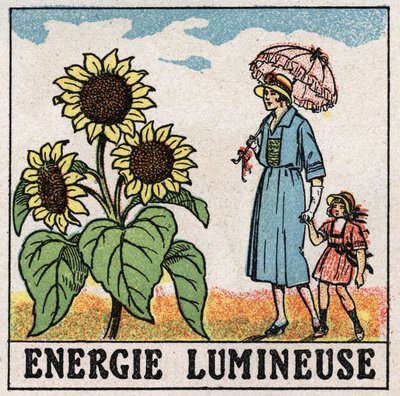 Energia świetlna: na słonecznik oddziałuje światło słoneczne. Anonimowa ilustracja z 1925 r. Ze zbiorów prywatnych. autorstwa Anonymous Anonymous