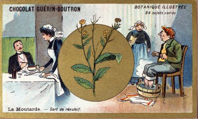 Musztarda służy jako odrażająca. Grawerowanie (chromo). Chromolitografia reklamowa czekoladek Guerin-Boutron, koniec XIX wieku. Illustree seria botaniczna. autorstwa Anonymous Anonymous