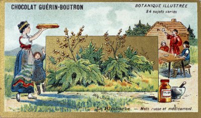 Rabarbar: rosyjskie jedzenie i medycyna. Grawerowanie (chromo). Chromolitografia reklamowa czekoladek Guerin-Boutron, koniec XIX wieku. Illustree seria botaniczna. autorstwa Anonymous Anonymous
