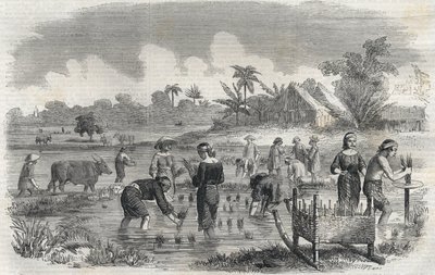 Uprawa ryżu w Manili (Manilla) na Filipinach w 1864 roku. (Sadzenie ryżu w Manili) Anonimowe grawerowanie. Prywatna kolekcja. autorstwa Anonymous Anonymous