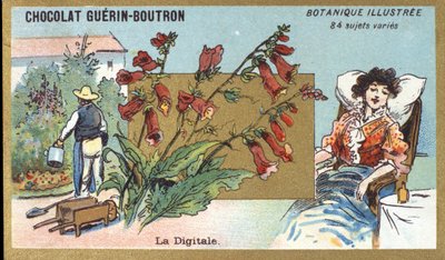 Cyfrowe. Grawerowanie (chromo). Chromolitografia reklamowa czekoladek Guerin-Boutron, koniec XIX wieku. Illustree seria botaniczna. autorstwa Anonymous Anonymous