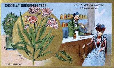 Wawrzyn. Grawerowanie (chromo). Chromolitografia reklamowa czekoladek Guerin-Boutron, koniec XIX wieku. Illustree seria botaniczna. autorstwa Anonymous Anonymous