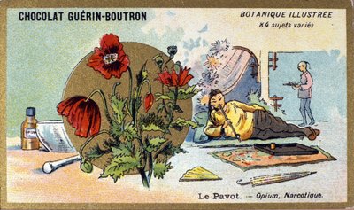 Mak: opium, narkotyk. Grawerowanie (chromo). Chromolitografia reklamowa czekoladek Guerin-Boutron, koniec XIX wieku. Illustree seria botaniczna. autorstwa Anonymous Anonymous