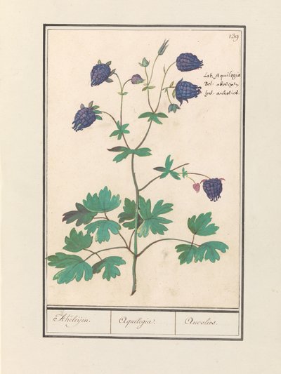 Akelei (Orlik) Akeleijen. / Orlik. / Aucolied (tytuł na obiekcie) autorstwa Anselmus Boëtius de Boodt