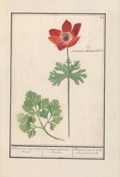 Zawilec (Zawilec) Anemone spotkał Bol-Wortel / Anemone tuberosa Radice. / Anemon z bulwami na korzenie (tytuł na obiekcie) autorstwa Anselmus Boëtius de Boodt
