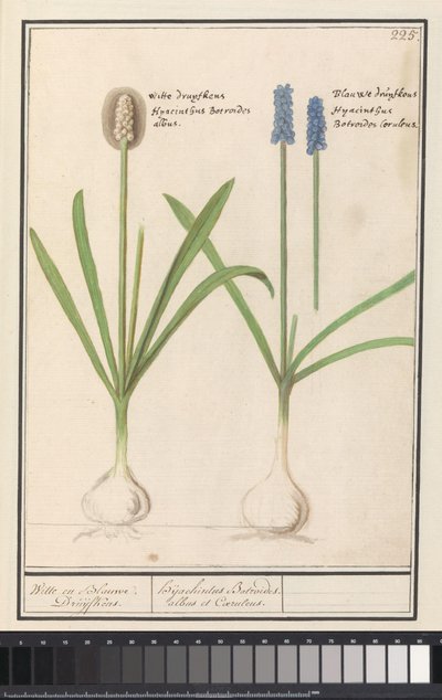 Hiacynty winogronowe (Muscari botryoides) Białe i niebieskie Druijfkeny. / Dhijachintus Botroides. albus et coeruleus (tytuł na przedmiocie) autorstwa Anselmus Boëtius de Boodt