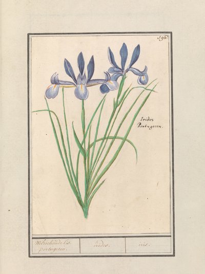 Irys niebieski (Iris sibirica) Pachnący irys. portugalski. / irydy. / tęczówka. (tytuł na obiekcie) autorstwa Anselmus Boëtius de Boodt