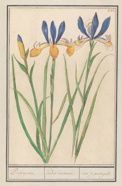 Blauwgele lis (kosaciec syberyjski) portugalski / Tęcze luzytańskie / irys z Portugalii (tytuł na obiekcie) autorstwa Anselmus Boëtius de Boodt
