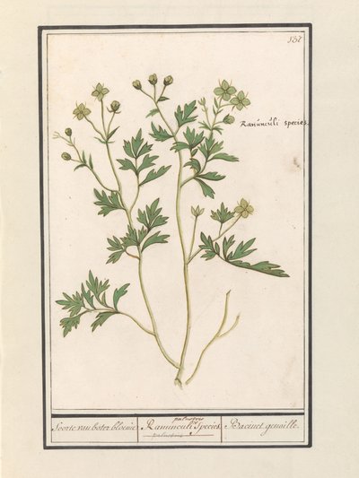 Jaskier (Jaskier) Gatunek Jaskier / Gatunek Ranunculi palustris. / Genoille Bacineta. (tytuł na obiekcie) autorstwa Anselmus Boëtius de Boodt