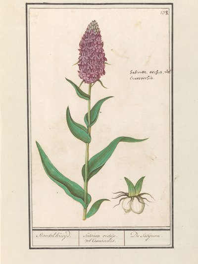 Storczyk szeroki (Dactylorhiza majalis) Standelcruijd. / Orchidee Satirion lub Cynosorchis. / Satijrion. (tytuł na obiekcie) autorstwa Anselmus Boëtius de Boodt