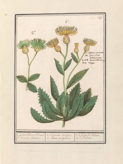Centaury (Centaurea) 1. duży chaber. 2. Korn Bloeme. / 1. Cijanus Major / 2. jw. pospolite. / 1. Grande bluet. / 2. Niebieska. (tytuł na obiekcie) autorstwa Anselmus Boëtius de Boodt