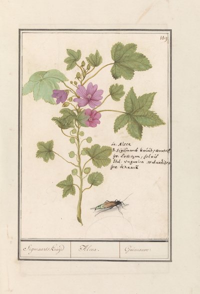 Malwa pospolita (Malva sylvestris) Ziele Sigmaarda / Alcea. / Guimauvre. (tytuł na obiekcie) autorstwa Anselmus Boëtius de Boodt