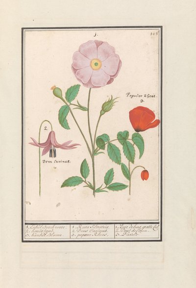 Ząb psa (Erythronium), dzika róża (Rosa) i mak (Poppy) 1. Tylko Bosch podniósł się. 2. stojak na psa. 3. Kankel Bloeme. / 1. Rosa Silvestris. 2. Dens Canisus 3. Mak nandu. / 1. Rose de bois gratte cul 2. Dent de Chien. 3. Pawt. (tytuł na obiekcie) autorstwa Anselmus Boëtius de Boodt