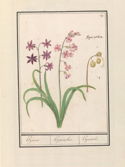 Hiacynt (Hyacinthus orientalis) Hijacin / Hiacynt / Hiacynt (tytuł na obiekcie) autorstwa Anselmus Boëtius de Boodt