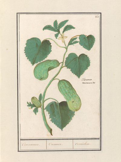 Komkommer (ogórek sativa) Komkommer. / Ogórek. / Cornichon. (tytuł na obiekcie) autorstwa Anselmus Boëtius de Boodt