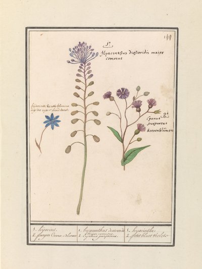 Kuifhyacint (Muscari comosum) en korenbloem (Centaurie) 1. Porwanie 2. fioletowy Coorn Bloeme / 1. diskorydy hiacyntu. Przystojny burmistrz. 2. Fioletowy kajan. / 1. hiacynt 2. petit bluet fioletowy (tytuł na obiekcie) autorstwa Anselmus Boëtius de Boodt