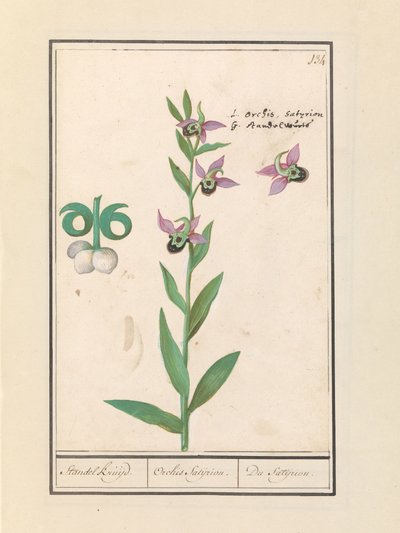 Laughing Bumblebee Orchid (Ophrys bombyliflora) and anemonen (Anemone) | Laughing Bumblebee Orchid (Ophrys bombyliflora) Laughing Bumblebee Orchid (Ophrys bombyliflora)   1391162   pl       polish Successfully Translated  Original: Retirement from Russia i autorstwa Anselmus Boëtius de Boodt