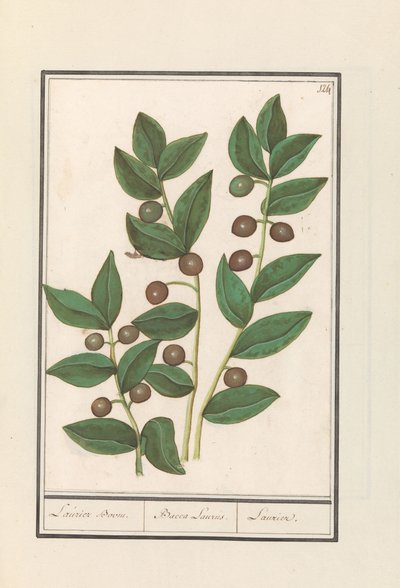 Oliwka (Olea europaea) Drzewo laurowe. / Bacca Laurus. / Laur (tytuł na obiekcie) autorstwa Anselmus Boëtius de Boodt