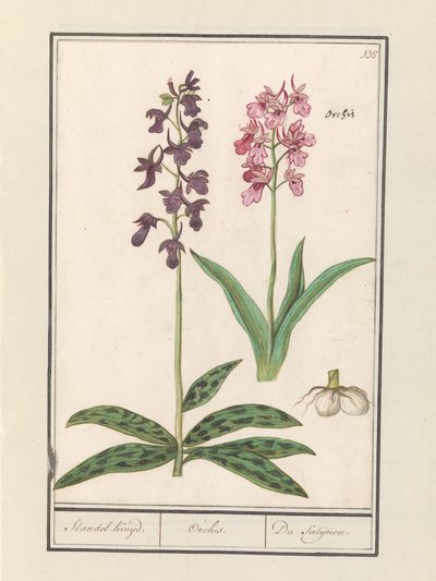 Storczyki (Orchidaceae) Rejs na Standel. / Orchidea. / Satijrion. (tytuł na obiekcie) autorstwa Anselmus Boëtius de Boodt