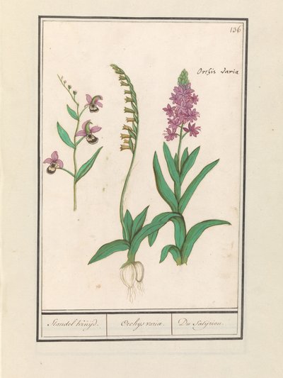 Storczykowate (Orchidaceae) Stendhal płynął. / Obrót Orchaeusa. / du satijrion. (Suma na obiekcie) autorstwa Anselmus Boëtius de Boodt