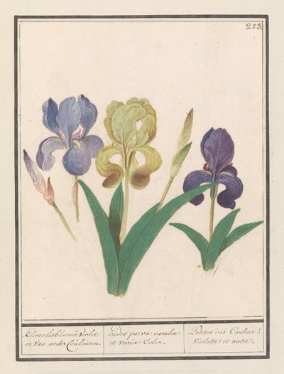 Irys gruszkowaty (Iris germanica) Kleene lisbloemen Violet en van ander Couleuren. / małe tęcze błękitu i różnych kolorów. / Mała irys Couleur Violette et al. (tytuł na obiekcie) autorstwa Anselmus Boëtius de Boodt