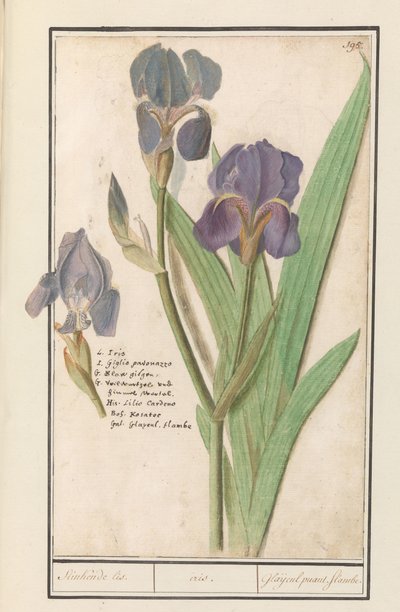 Irys gruszkowaty (Iris germanica) Śmierdzi Lis. /irys. / Śmierdzące mieczyki. płomienie. (tytuł na obiekcie) autorstwa Anselmus Boëtius de Boodt