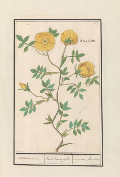 Róża (Rosa) pojedyncza żółta róża. / Rosa lutea simplex / rose jeaune à fleur simple (tytuł na obiekcie) autorstwa Anselmus Boëtius de Boodt