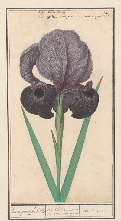 Irys pospolity (Iris susiana) z suzyaensche lisbloeme / tęczówki Calcedonica. irys Susiana major. / suze tęczówki. (tytuł na obiekcie) autorstwa Anselmus Boëtius de Boodt
