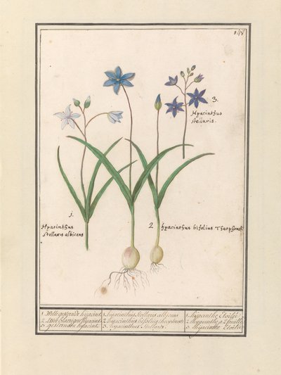 Sterhiacynt (Scilla) 1. Witte is jesternde wczoraj. 2. Hijacint Twee blaerigen. 3. Porwali wczoraj. / 1. Hyacinthus Stellaris albicans 2. Hyacinthus bifolius Theophrastus 3. Hyacinthus Stellaris. / 1. hiacynt Etoilée 2. hiacynt a 2 feuille 3 hijac autorstwa Anselmus Boëtius de Boodt