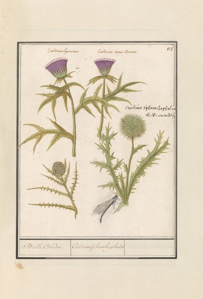 Oset (Carduus) i Karczoch (Cynara cardunculus) Distel (Oset) en artisjok (Cynara cardunculus) Boll Caerden / Cardius Spheroche-phalus (tytuł na obiekcie) autorstwa Anselmus Boëtius de Boodt