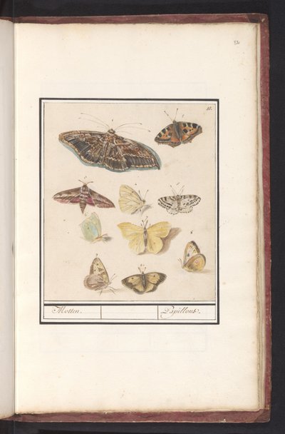Motyle i ćmy ćmy. / Papillony (tytuł na obiekcie) autorstwa Anselmus Boëtius de Boodt